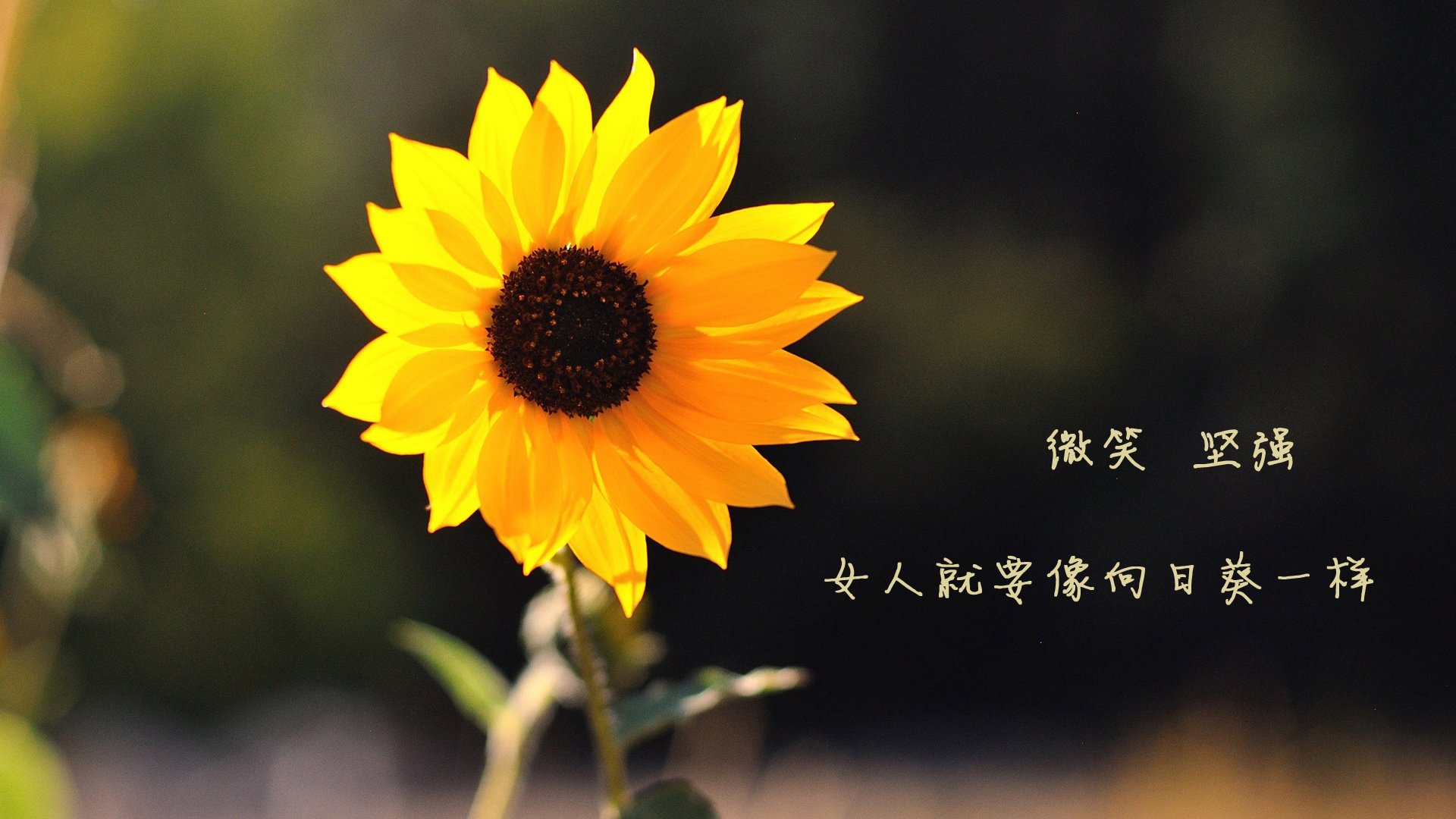 2017年总决赛第二场：骑士在主场以多点开花战术击败勇士，勒布朗贡献33分和11个篮板，带队暂时领先。