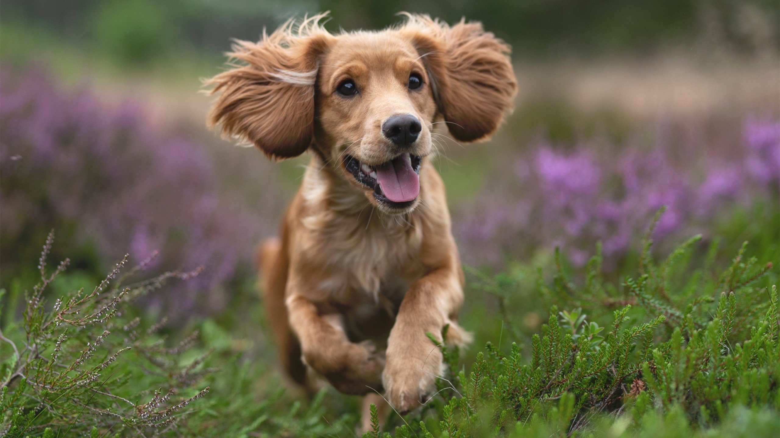 _全球趣味障碍跑：释放激情，挑战自我_，趣味障碍赛的比赛技巧
