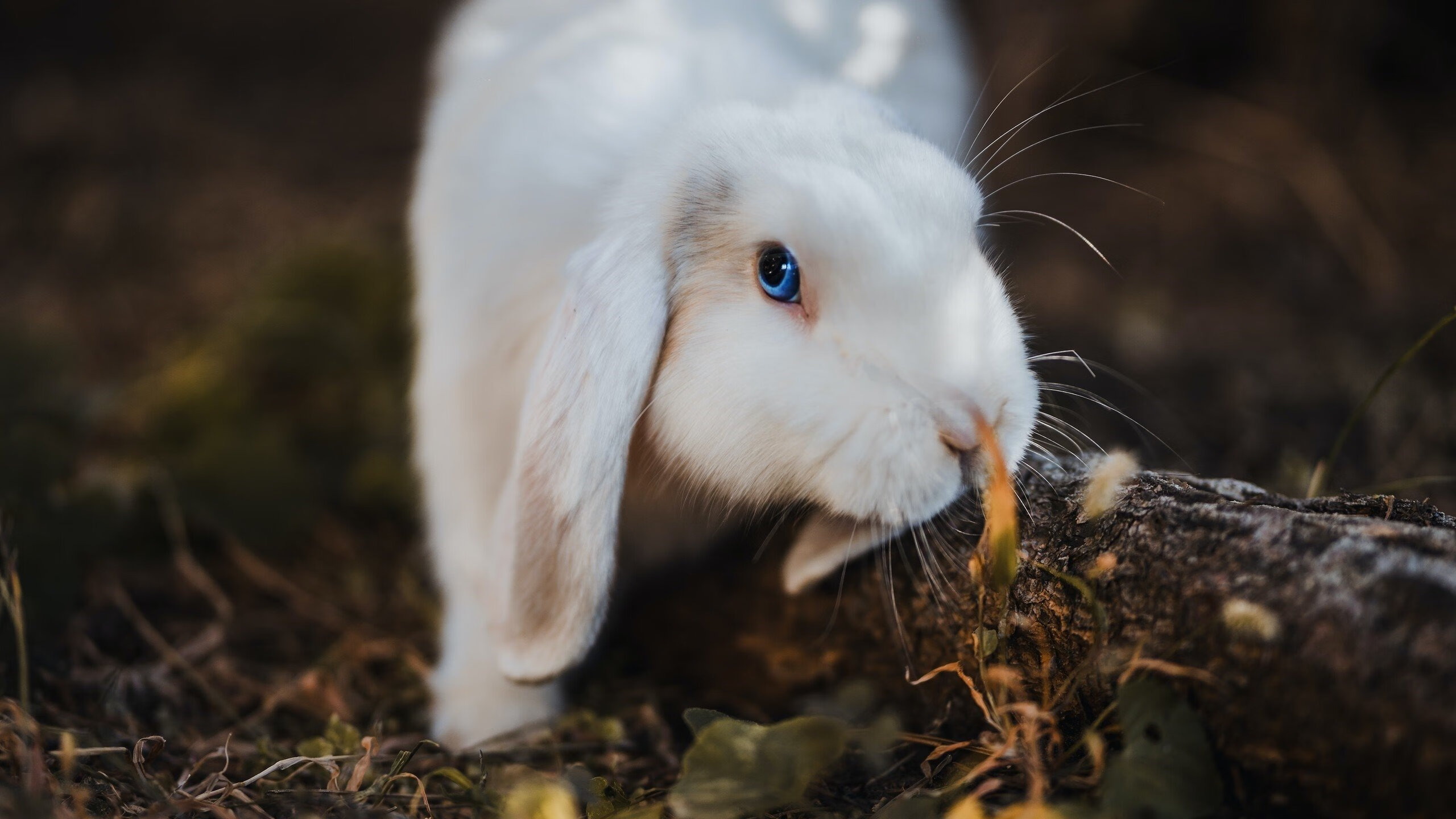 《Dota 2魅影之夜,成本土战队勇夺冠军》,dota2魅影宣告