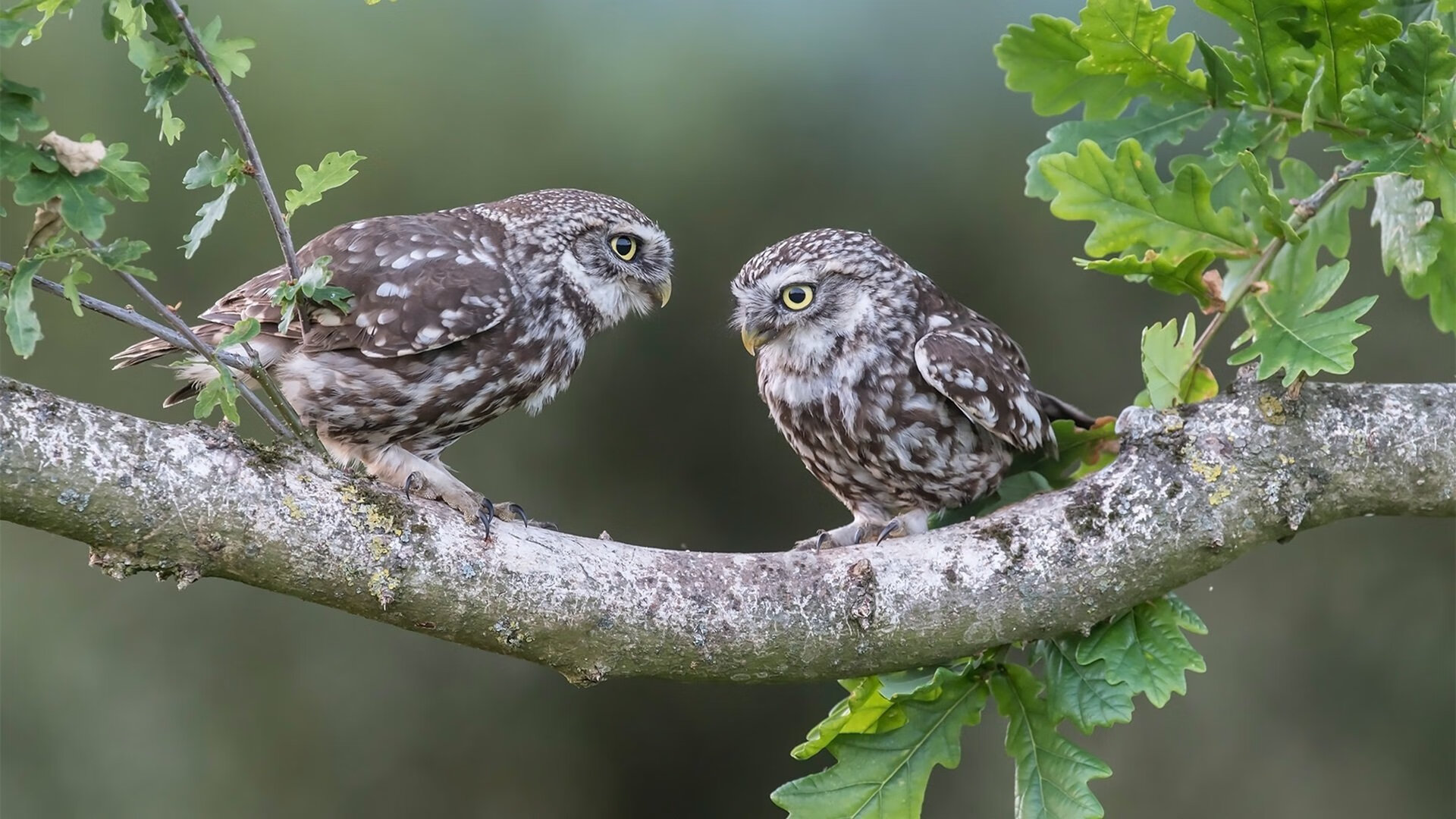 《电竞安全风控:保障比赛与观众的双重权益》,电子竞技风险与风险管理