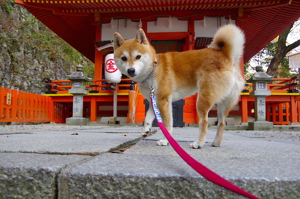 《英雄联盟MSI季中冠军赛,亚洲战队迎难而上》,msi季中冠军赛全称
