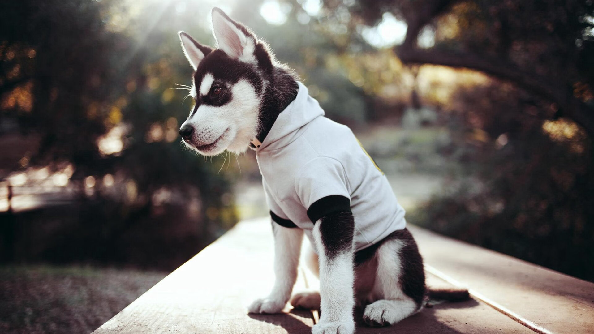 冠军队伍:他们是如何登顶的?,冠军是怎么练出来的