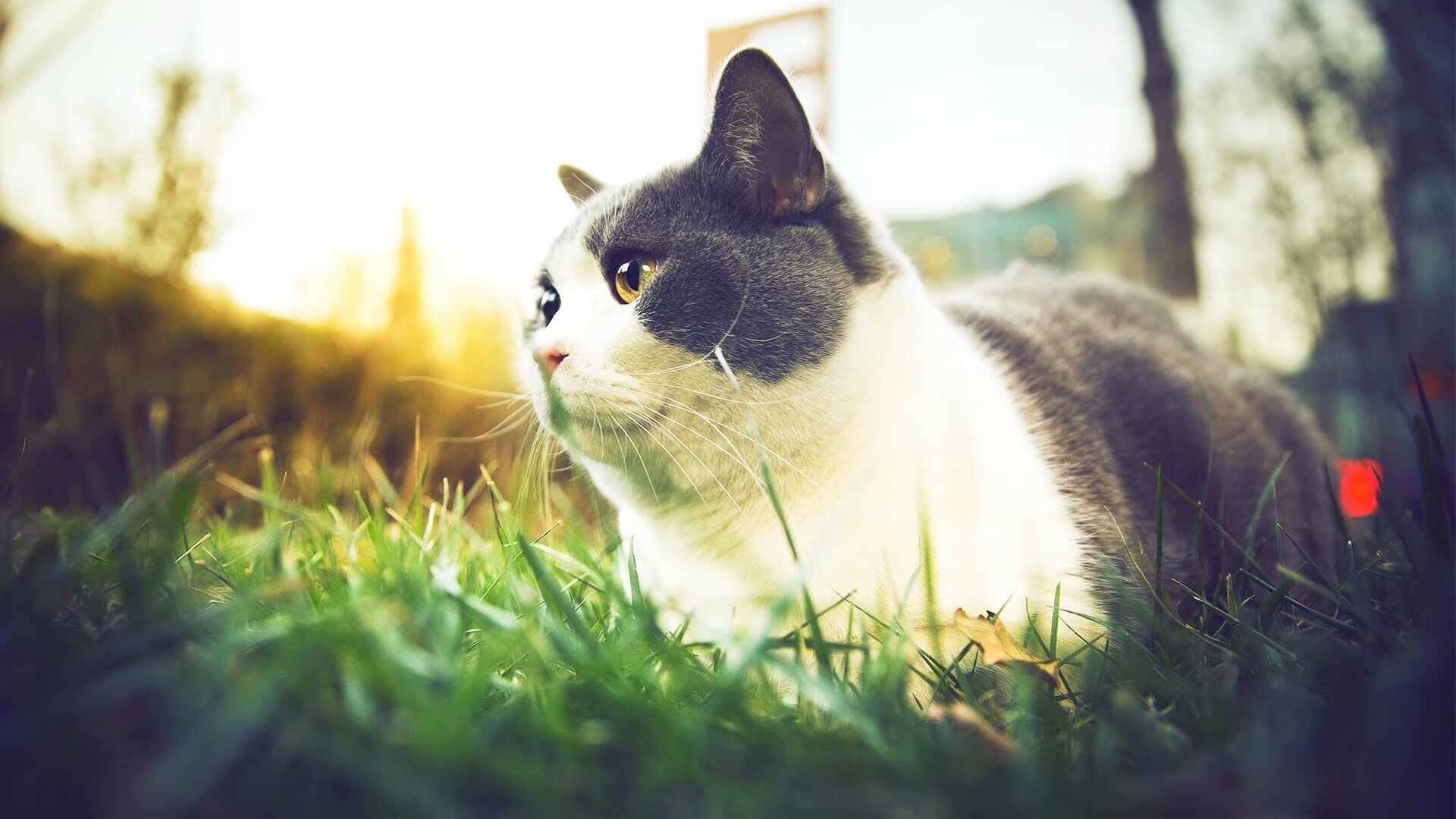 塞内加尔男足在巴黎奥运会比赛中获得银牌,创历史,奥运会塞内加尔出场